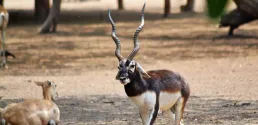 attractions/raja-ji-national-park/raja-ji-03.webp