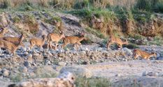attractions/raja-ji-national-park/raja-ji-06.jpg